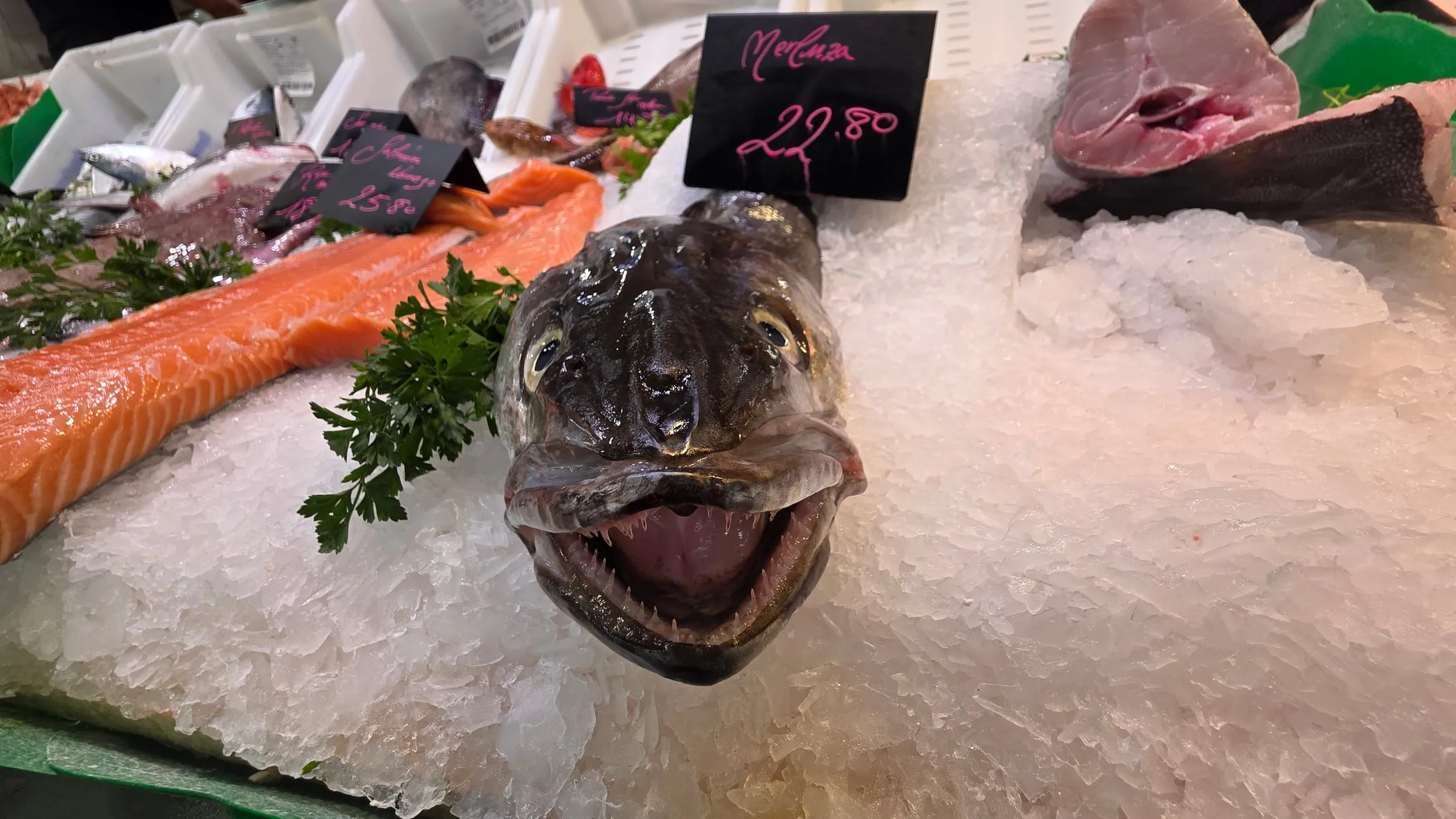 A hake on ice in the fish section of the market, mouth open, with a 22.80 price tag; salmon fillets and parsley beside it