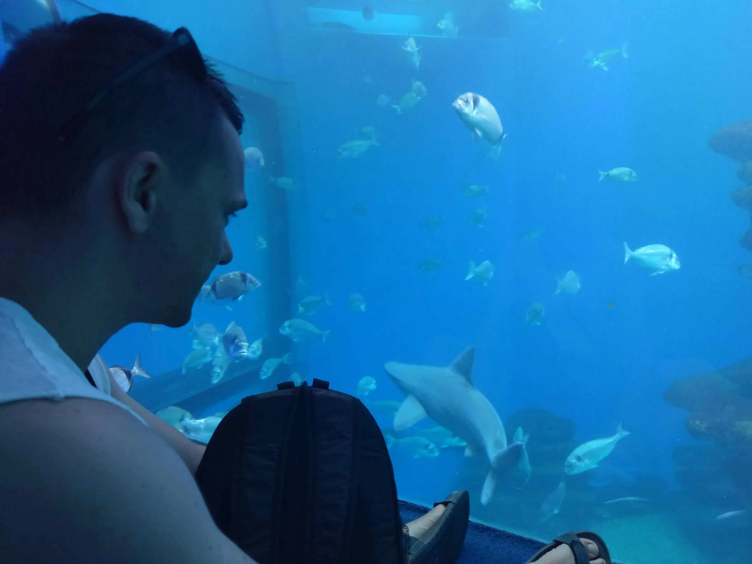 The author sits in front of a huge blue aquarium watching a shark swim past the glass among a shoal of silver fish