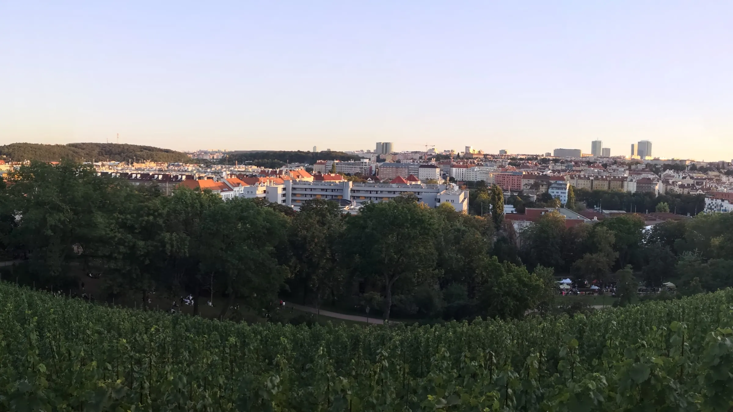Rady viniča vo vinici Grébovka pri západe slnka, pod nimi koruny stromov parku a mestská zástavba s červenými strechami, na obzore výškové budovy a bledá obloha do oranžova
